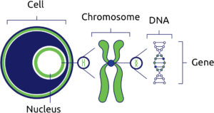 DNA testing