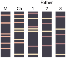 accurate-dna-testing-paternity-parentage-nyc-queens-01