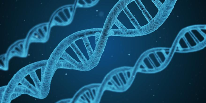 What Are Genes and How They Work